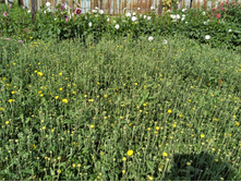 IMG 20160827 134116 HDR.jpg