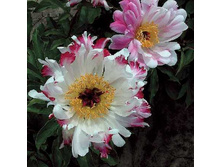 1119,9���. ���� ���� ����(�������� ���� �� 1 ��., ����������� ����� 1��.)���17.jpg