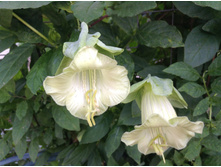 �����- ��� ��������