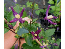 Clematis aromatica �������� ��������� 3 (�������) 2 ltr € 6,57 492,58�..jpg