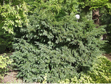 123,6���. ��� Taxus baccata Schwarzgrün_P10,5 rond.jpg
