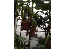 DSCF8150.JPG