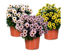 ���������� ���� ���� 14�20. 129,16 ���.jpg