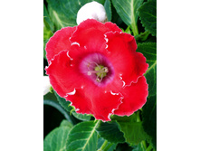 49,77���. ��������� ������ ������(��� 3 ��. ���������� �� 2��.).jpg