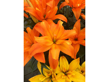 49,24���. ����� �������(��� 5 ��. ���������� �� 2��.)���17.jpg