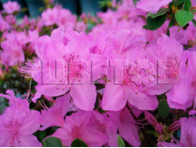 Azalea japonica Orlice ������ �������� ����� -22�C 2 ltr 12-18 € 7,25 543,77�..jpg