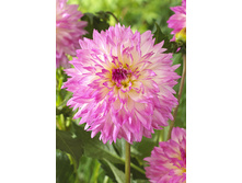 80,1���. �������� ��������(�������� ���� �� 1 ��., ����������� ����� 1��.)���17.jpg