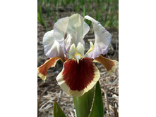 64,55���. ���� (pumila) ��� ����(�������� ���� �� 2 ��., ����������� ����� 1��.)���16.jpg