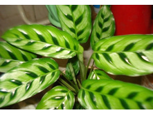 ������� �����������