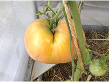 ����� ������� �� �������� ����������