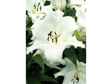 28,48���. ����� ����� ������(��� 5 ��. ���������� �� 2��.)���17.jpg