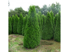 97,2���. ��� Thuja occidentalis Spotty Smaragd_P9 20-25.jpg