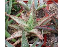 ���� ���� ������ ( Pink Panther)- 300 ���.