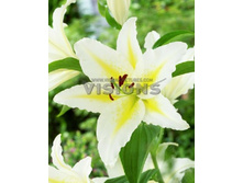 27,34���. ����� ���������(��� 7 ��. ���������� �� 2��.)���17.jpg