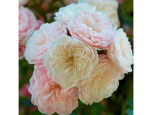 Rosa miniature Alyna.jpg