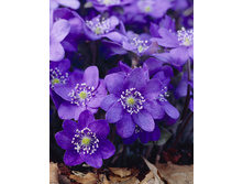 203,7���. ����������� ��� �����(�������� ���� �� 1 ��., ����������� ����� 1��.).jpg