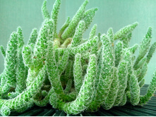 ������ 800�