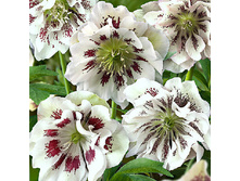 247,9���. �������� ���� ����� ���� �������(�������� ���� �� 1 ��., ����������� ����� 1��.)���16.jpg