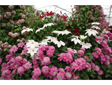 �������� ������-280.jpg