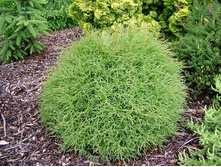 83,5���. ��� Thuja occidentalis Mr Bowling Ball_P9 15-20.jpg