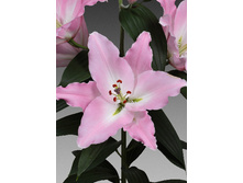 29,66���. ����� ������(��� 5 ��. ���������� �� 2��.)���17.jpg