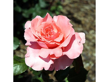 Rosa tea hybrid Piroschka.jpg