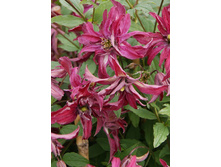 251,9���. �������� �������(�������� ���� �� 2 ��., ����������� ����� 1��.)���16.jpg