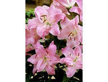 34,06���. ����� ��������(��� 5 ��. ���������� �� 2��.).jpg