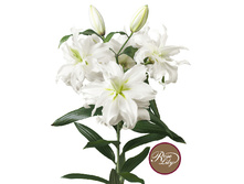 57,68���. ����� ROSELILY ������(�������� ���� �� 5 ��., ����������� ����� 1��.)���17.jpg