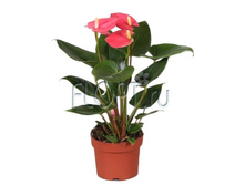 �������� ������ 14�50. 627,15 ���.jpg