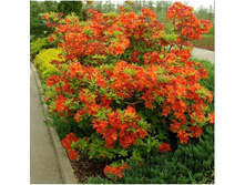 ������ ���������-310