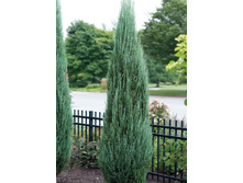 ������������ Juniperus scop. Blue Arrow �23 (�5) 80-100��-17,89.jpg