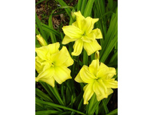 86,05���. �������� ���� ����(�������� ���� �� 2 ��., ����������� ����� 1��.)���16.jpg