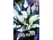 156,3���. ����� ���� ��� ���(�������� ���� �� 1 ��., ����������� ����� 1��.).jpg