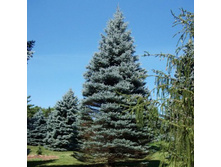 424,6���. ��� Picea pungens Fat Albert (������ 1,5�)