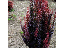 137���. �������� �������� ������� ������.jpg