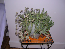 267060161 0fc38f48a6 b.jpg