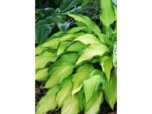 219,5���. ����� �������� ��������� ����(�������� ���� �� 1 ��., ����������� ����� 1��.)���17.jpg