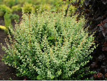 145���. �������� �������� ��������.jpg