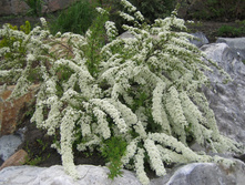 131���. ������ ��������� �������� C1.5.jpg