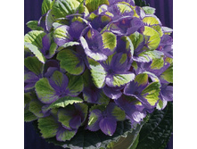 467���. ��������� �������������� �������� ������� ���.jpg