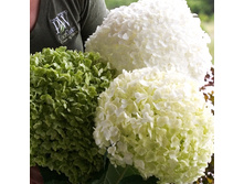 555���. ��������� ����������� Incrediball ������ ��������.jpg