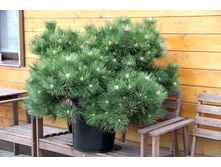����� Pinus nigra Hornibrookiana �9-319�.jpg