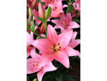 19,74���. ����� �����������(��� 7 ��. ���������� �� 2��.)���17.jpg