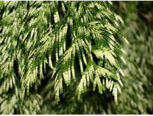 70,8���. ��� Thuja plicata Zebrina_P9 20-25.jpg