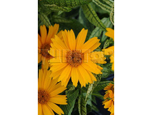 Heliopsis Sunstruck ��������� �������� € 1,46 106,58���..jpg