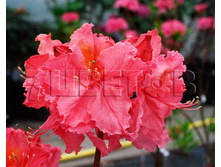 Azalea knap hill Sarina ������ ���-���� ������ -27�C 5 ltr 45-55 € 15,29 1 146,49�..jpg