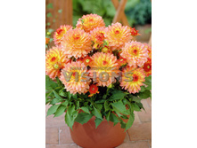 87,8���. �������� ������� �����(�������� ���� �� 1 ��., ����������� ����� 1��.)���16.jpg