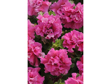 �.��������, ��������� ������� ���� ������ ����. (15 ��) - 14,8 ���. ���������������.jpg