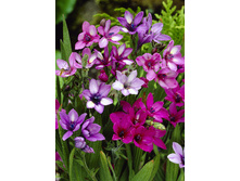 7,73���. ������� ��� �������, �����(���������� ������ ������ ���������� �� 10 ��.)���17.jpg